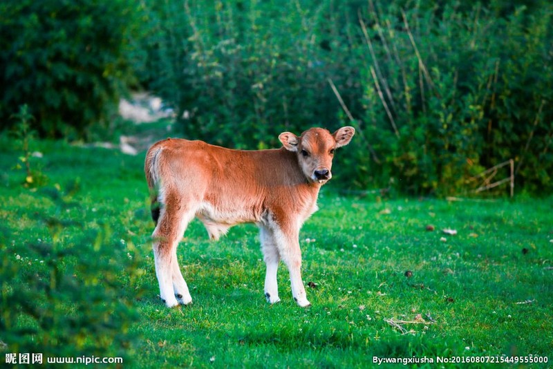 Vach ro thang den dui, sao qua ta roi xuong dau trong nam 2021-Hinh-2