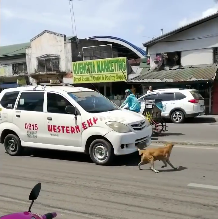 Tan chay tinh mau tu cua dong vat bop nghet trai tim con nguoi-Hinh-6