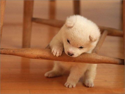 Dự đoán ngày mới 31/10/2022 cho 12 con giáp: Tỵ bội thu, Sửu hoang phí - Hình 11 Du doan ngay moi 31/10/2022 cho 12 con giap: Ty boi thu, Suu hoang phi-Hinh-11