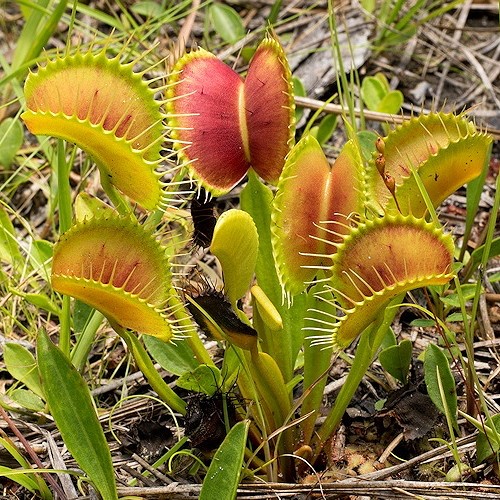 Sac cuoi hieu lam ngo ngan ve cay an thit ai cung tin sai co