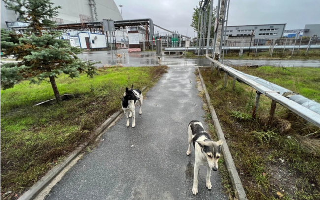 Bi an ve dan cho hoang sinh ton sau tham hoa hat nhan Chernobyl-Hinh-10