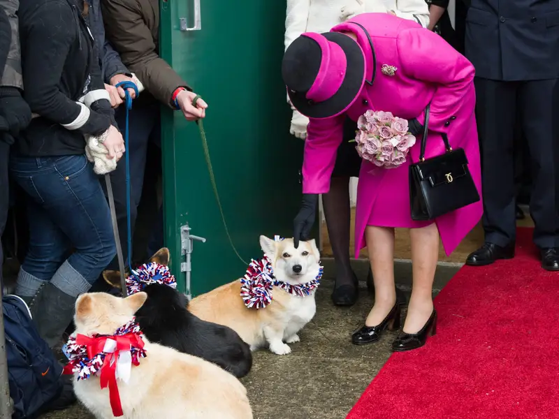 Loat anh quy hiem minh chung Nu hoang Elizabeth II rat yeu dong vat-Hinh-6