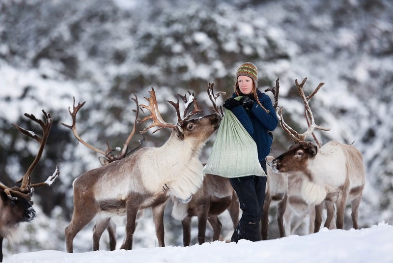 Su that bat ngo ve tuan loc, loai vat hung vi cho ong gia Noel-Hinh-9