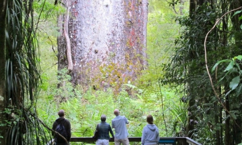 Chiem nguong 8 loai cay to lon nhat hanh tinh, tuoi tho toan hang khung-Hinh-10