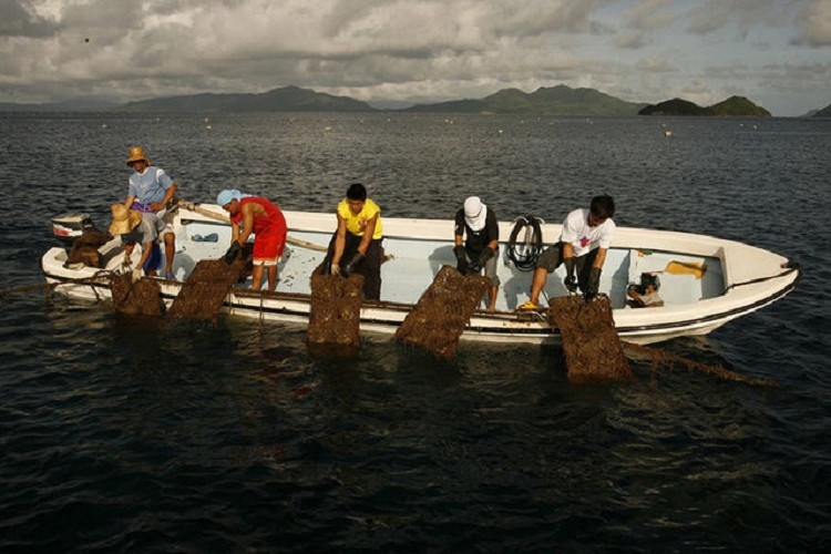 Cac cong doan nuoi cay va san xuat ngoc trai vang cuc doc-Hinh-7