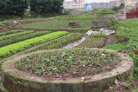 Rung minh muon kieu trong rau xanh sieu ban o Ha Noi-Hinh-7