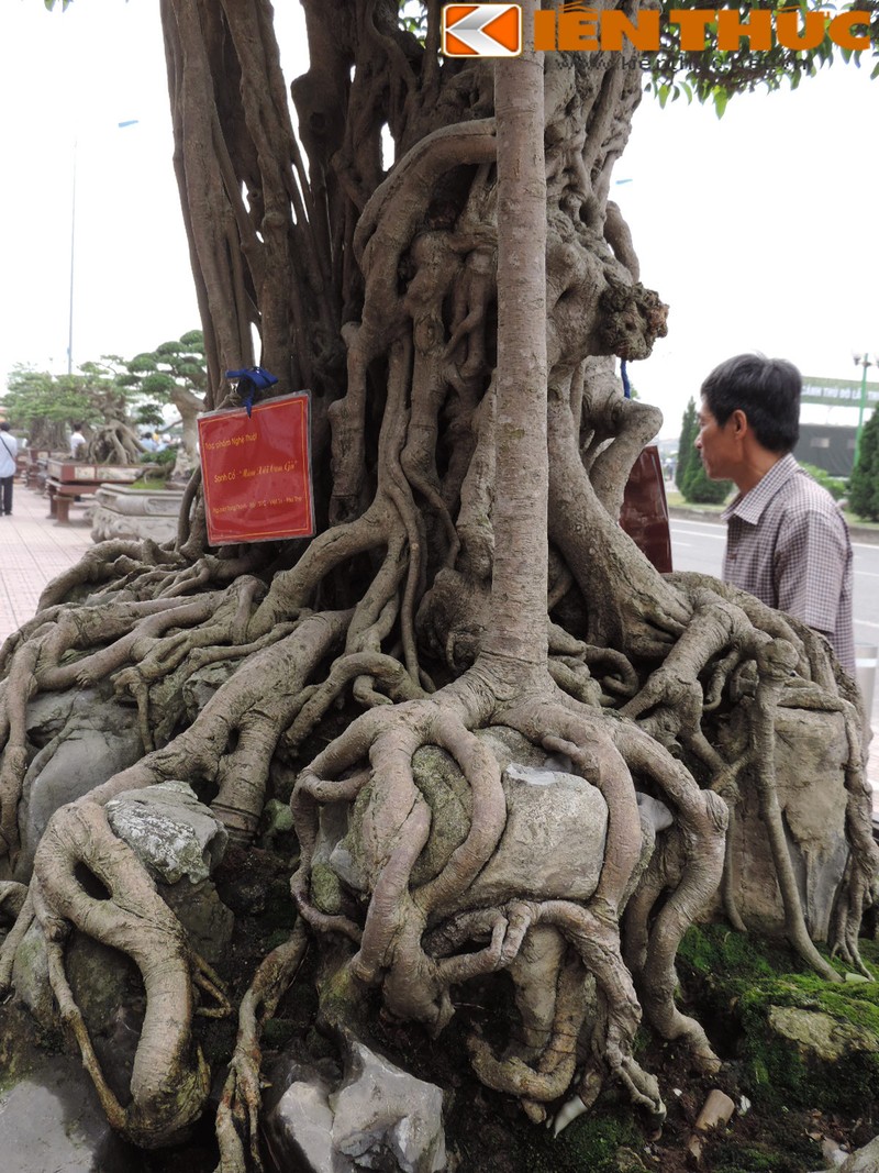 Dan cay sanh tram tuoi khoe dang doc khien dan Ha Noi phat cuong-Hinh-2