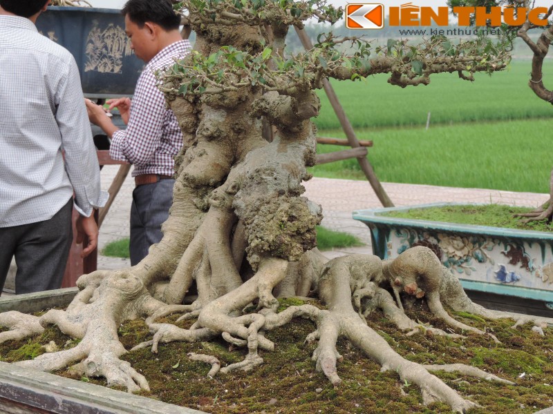 Dan cay sanh tram tuoi khoe dang doc khien dan Ha Noi phat cuong-Hinh-8