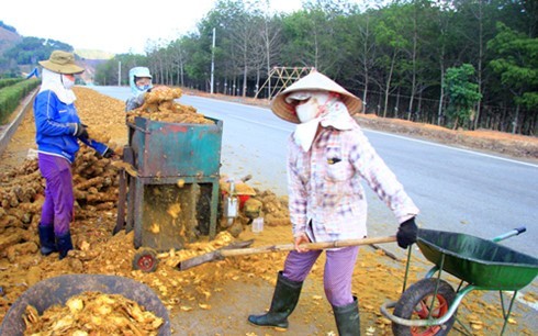 Tuong tan ve hai loai cay la TQ dang lung mua o VN-Hinh-10