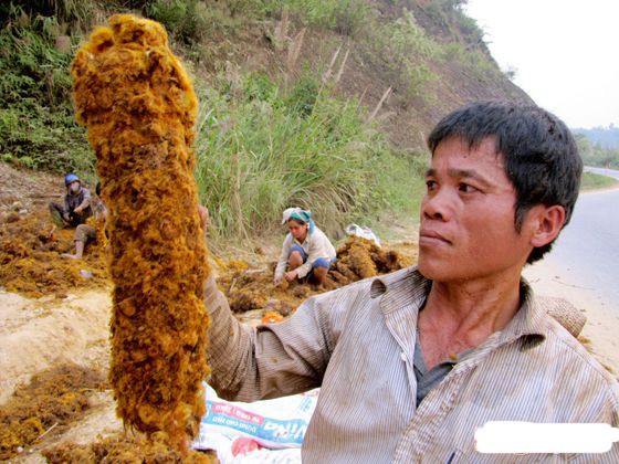 Tuong tan ve hai loai cay la TQ dang lung mua o VN-Hinh-9