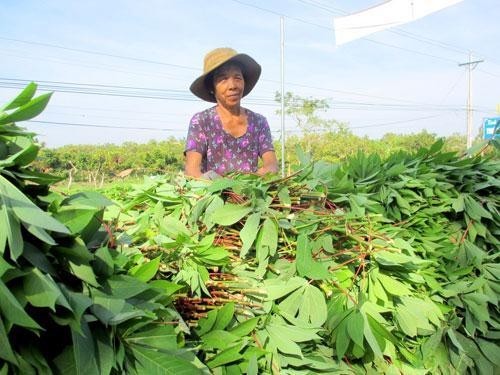 Nong san di thuong thuong lai TQ quyet mua o VN-Hinh-6