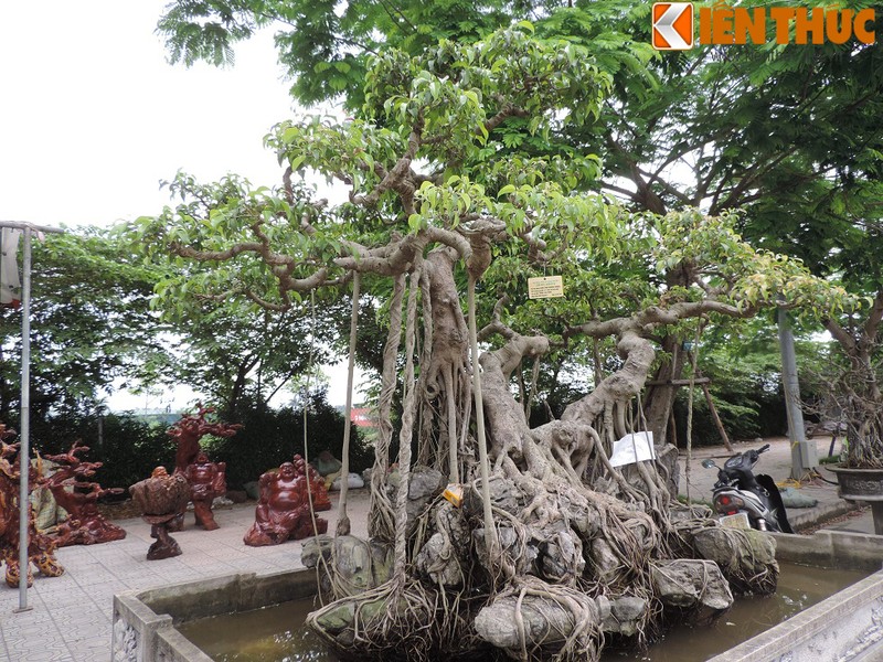 Ngam sieu pham cay sanh tram tuoi co re khung nhu chan rong-Hinh-2