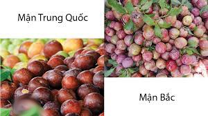 Cach hay phan biet man Viet Nam va man Trung Quoc-Hinh-4