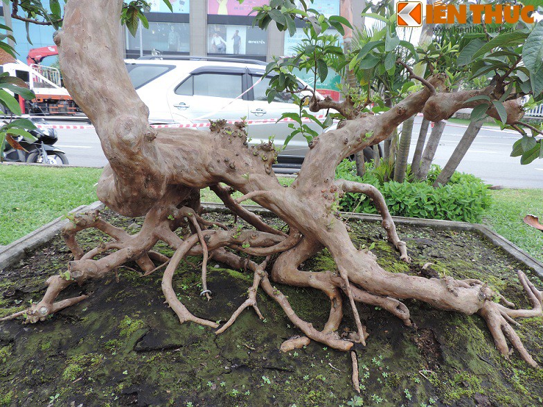 Ngam bonsai oi dang the sieu dep-Hinh-11