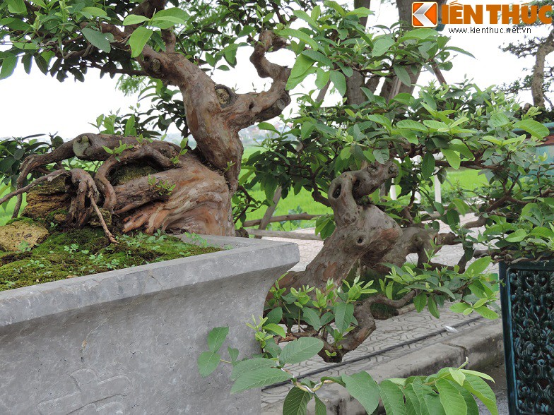 Ngam bonsai oi dang the sieu dep-Hinh-2