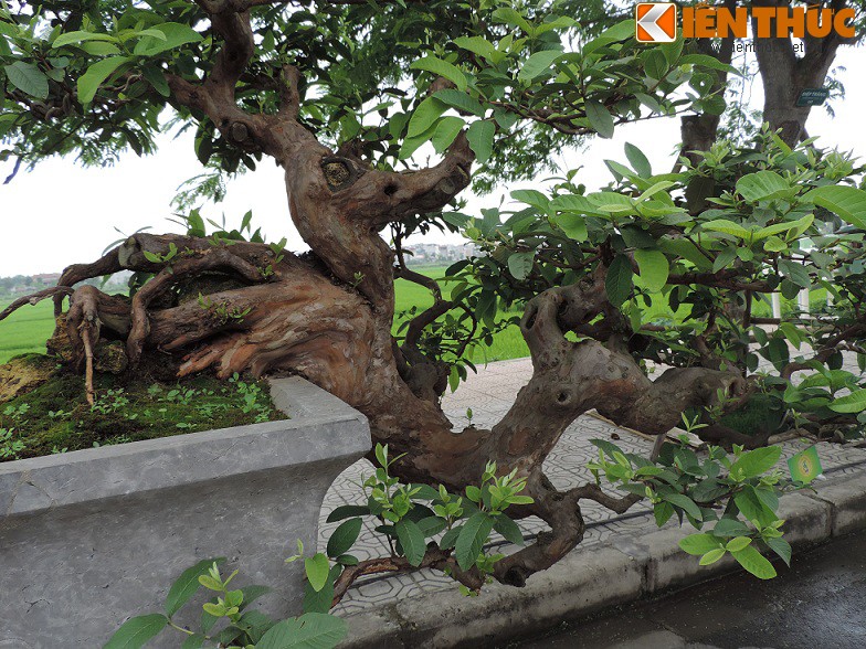 Ngam bonsai oi dang the sieu dep-Hinh-3