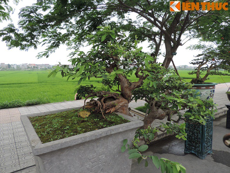 Ngam bonsai oi dang the sieu dep-Hinh-4