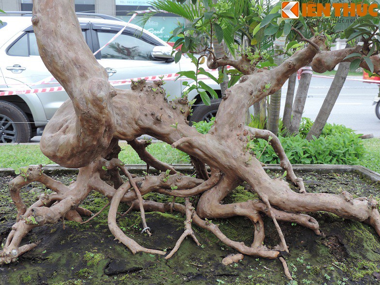 Ngam bonsai oi dang the sieu dep-Hinh-8