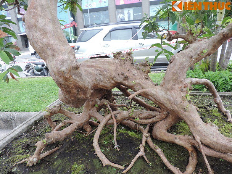 Ngam bonsai oi dang the sieu dep-Hinh-9