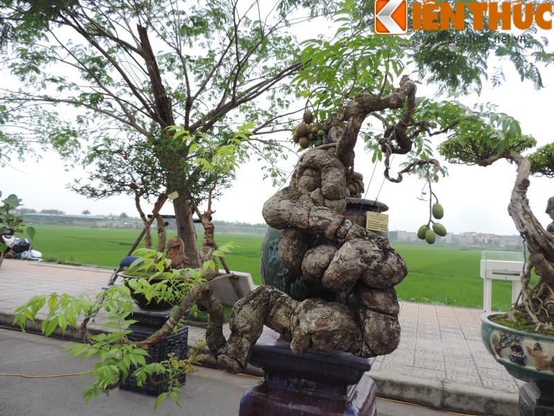 Tan mat coc canh tien ty khong ban cua dai gia Ha Noi-Hinh-9