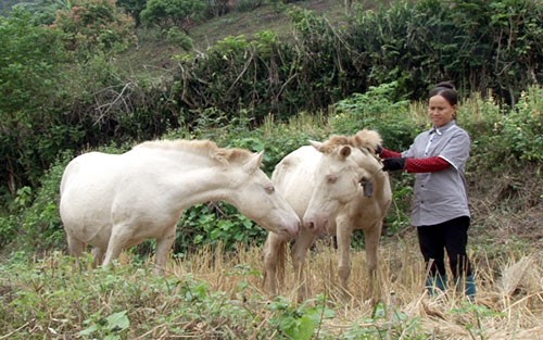 Nong dan Viet kiem loi khung tu chan nuoi gia suc, gia cam-Hinh-4