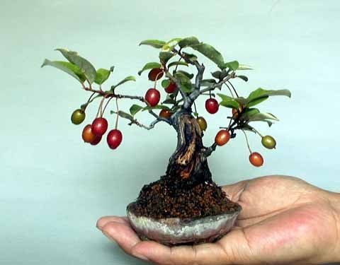 Ngam loat bonsai nhot sieu dep tao hinh doc la trung Tet-Hinh-5