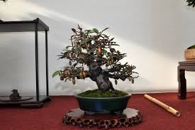 Ngam loat bonsai nhot sieu dep tao hinh doc la trung Tet-Hinh-6