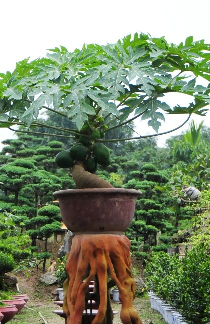 Nhung kieu bonsai doc la lam nong thi truong Tet 2017