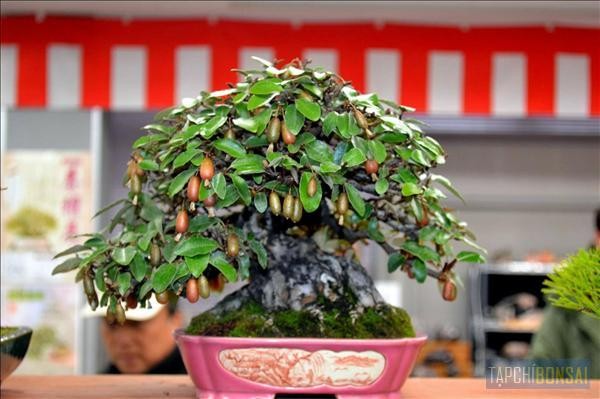 Ngam loat bonsai nhot sieu dep tao hinh doc la trung Tet-Hinh-10