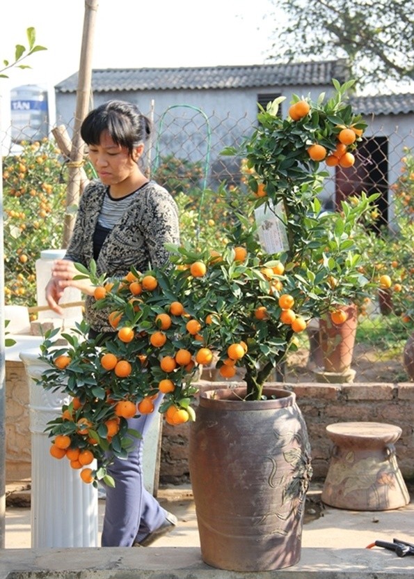 Nhung kieu bonsai doc la lam nong thi truong Tet 2017-Hinh-5