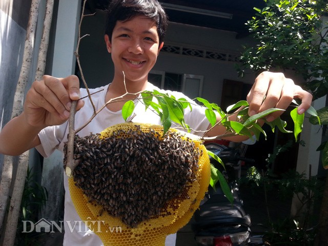 Hoi hop thu hoach mat ong ruoi tu nhien… tai san nha pho-Hinh-4