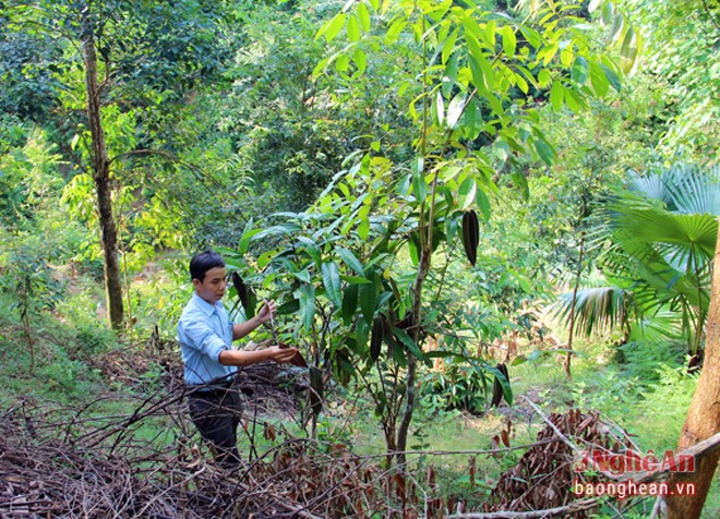 Xem nguoi Thai trong cay doc, “hai ra vang“-Hinh-2