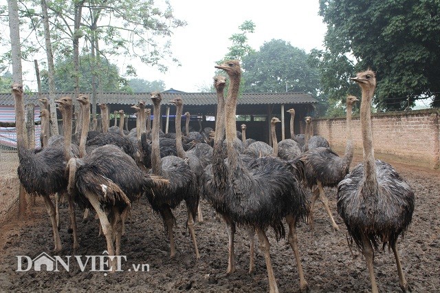 Tiet lo tuyet chieu nuoi chim khong lo lai tien ty-Hinh-2