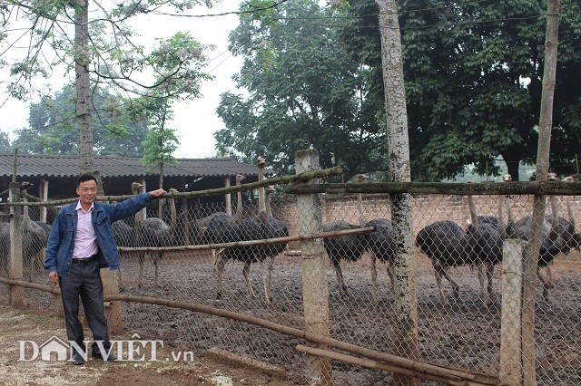 Tiet lo tuyet chieu nuoi chim khong lo lai tien ty