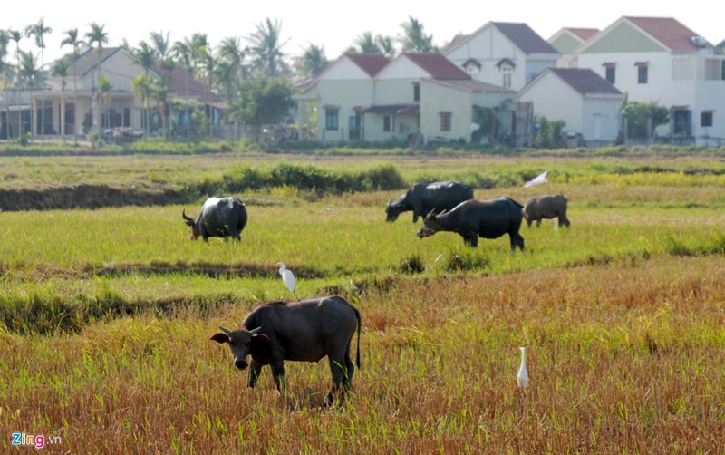 Tan muc lang biet thu sieu dep giua mien que Hoi An-Hinh-15