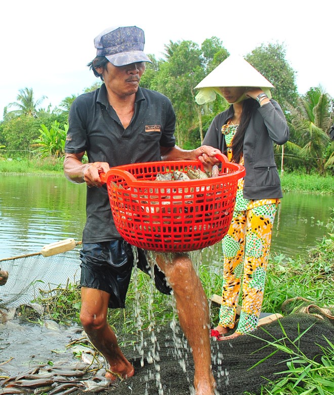 Giam 8.000 dong/kg, nguoi nuoi kho so bat ca... nhin an-Hinh-2