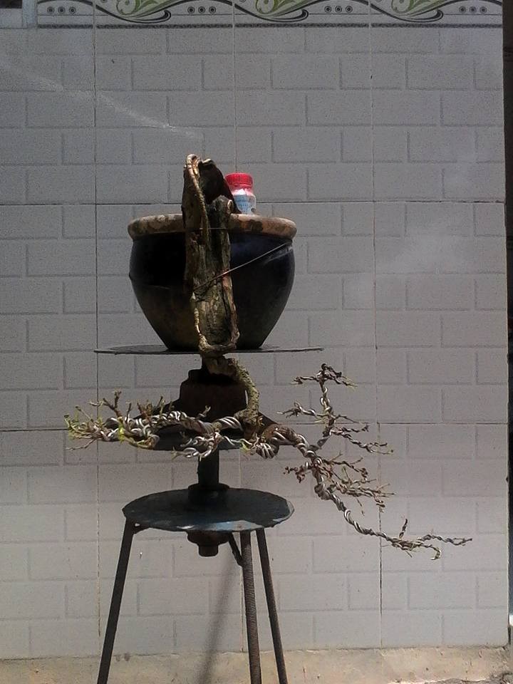 Ngam loat bonsai dang thac do sieu doc la-Hinh-2