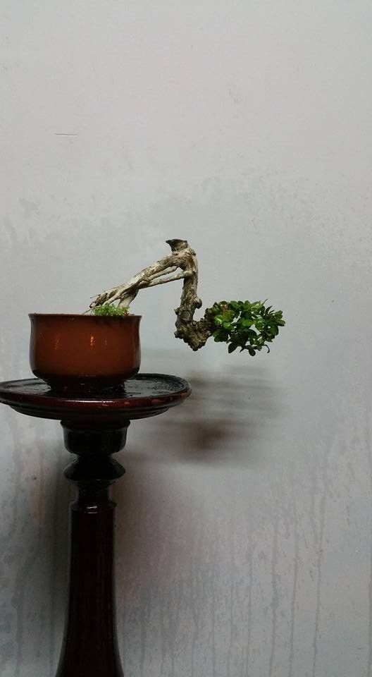 Ngam loat bonsai dang thac do sieu doc la-Hinh-5