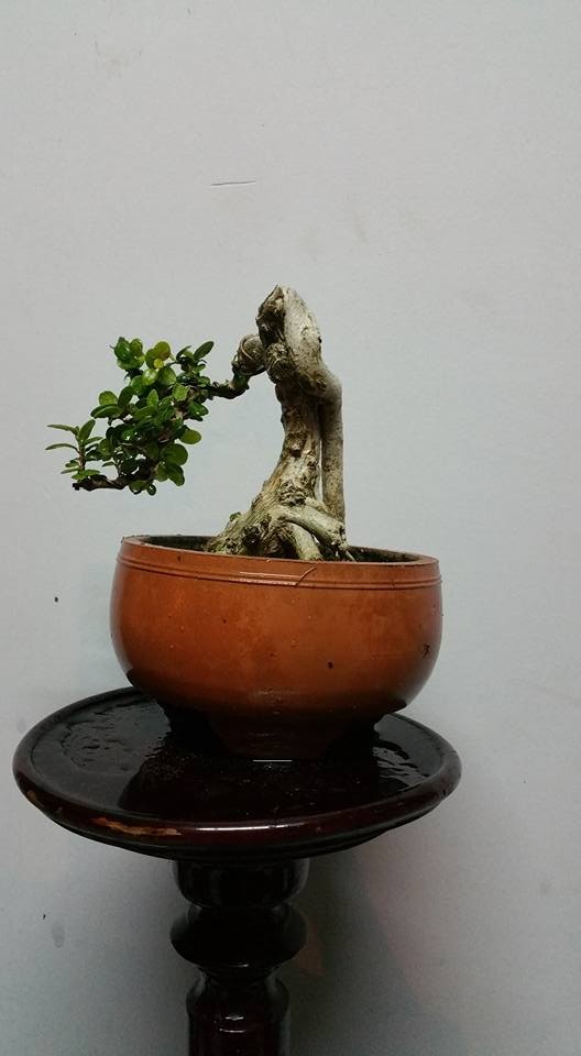 Ngam loat bonsai dang thac do sieu doc la-Hinh-6