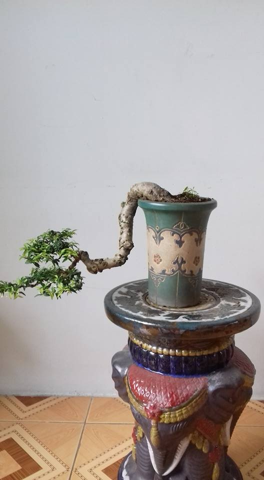 Ngam loat bonsai dang thac do sieu doc la-Hinh-7