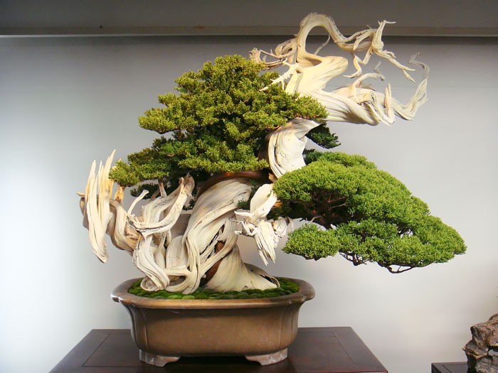 Chiem nguong 10 chau bonsai tu nhien dep nhat the gioi-Hinh-2