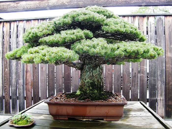 Chiem nguong 10 chau bonsai tu nhien dep nhat the gioi-Hinh-3