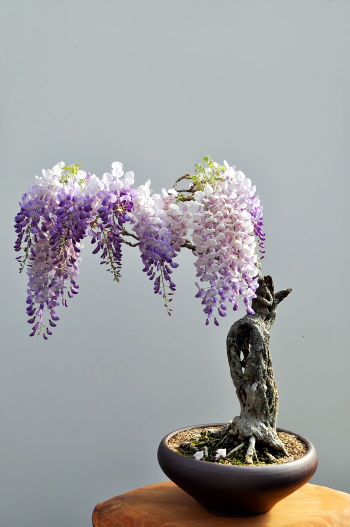 Chiem nguong 10 chau bonsai tu nhien dep nhat the gioi