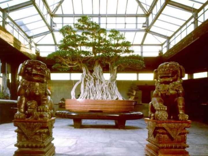 Chiem nguong 7 cay bonsai “tho” nhat the gioi-Hinh-2