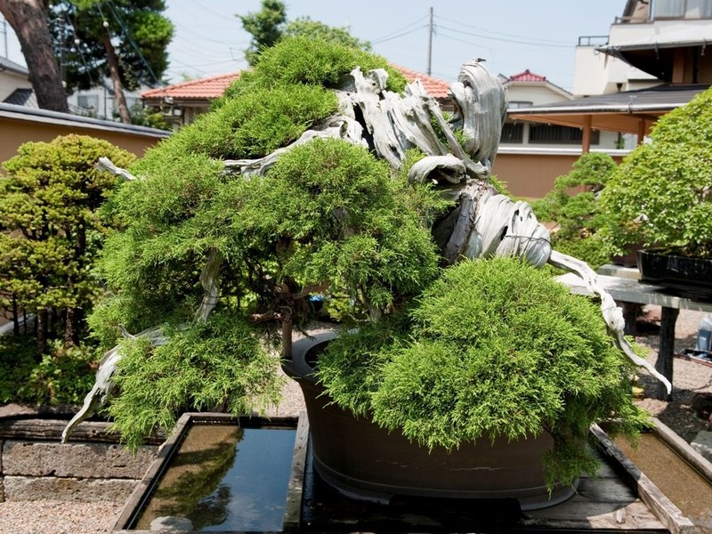Chiem nguong 7 cay bonsai “tho” nhat the gioi-Hinh-3