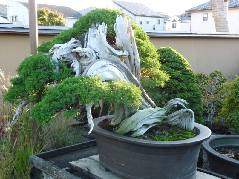 Chiem nguong 7 cay bonsai “tho” nhat the gioi-Hinh-4