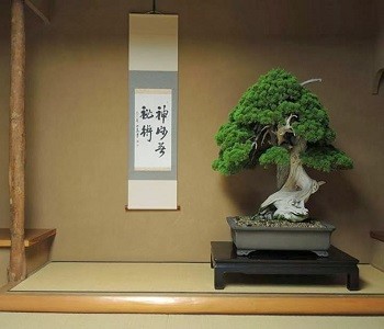 Chiem nguong 7 cay bonsai “tho” nhat the gioi-Hinh-6