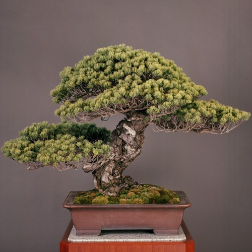 Chiem nguong 7 cay bonsai “tho” nhat the gioi-Hinh-8
