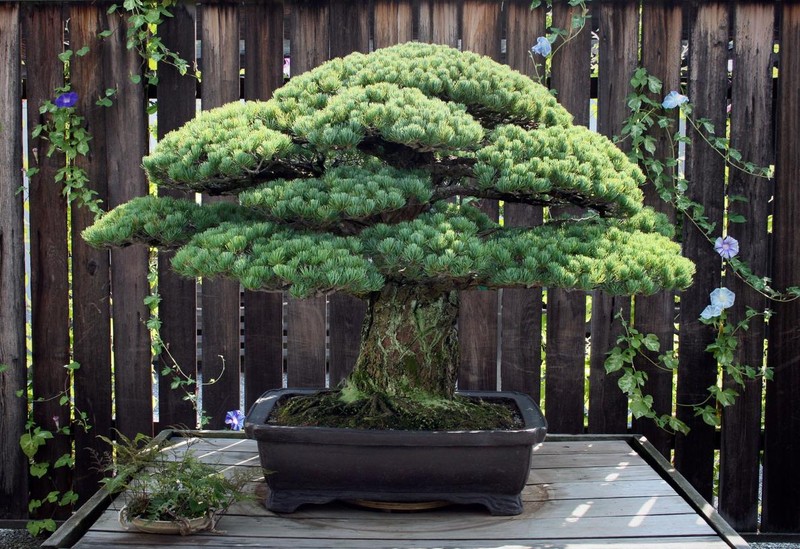 Chiem nguong 7 cay bonsai “tho” nhat the gioi-Hinh-9
