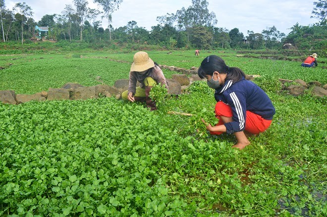 Vuon rau dac san cho thu nhap tram trieu o Quang Tri-Hinh-2